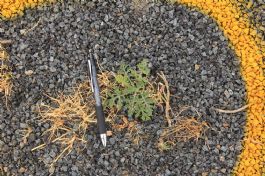 Parthenium weed found in Jerilderie Shire