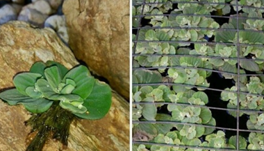 Water Lettuce seized in Wagga Wagga