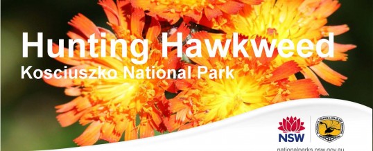 Hunting Hawkweed