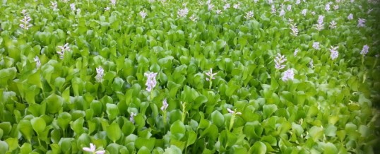 Water Hyacinth found in Deniliquin