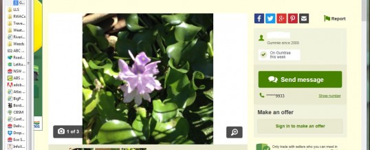 Water hyacinth FOUND for sale in Albury (Murray)