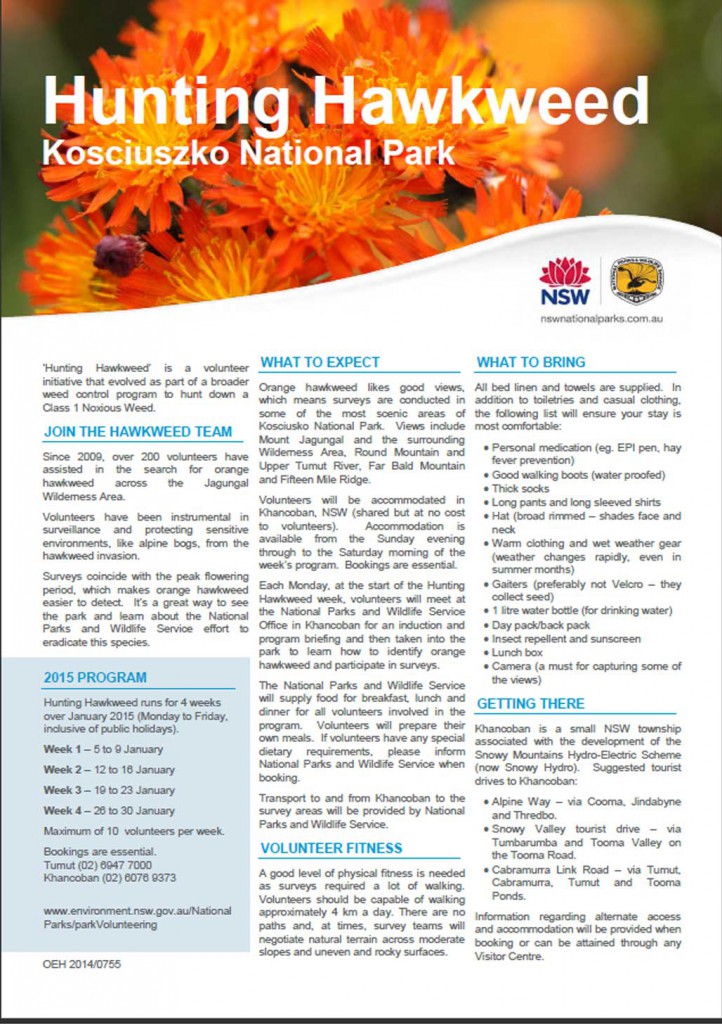 Hunting-Hawkweed